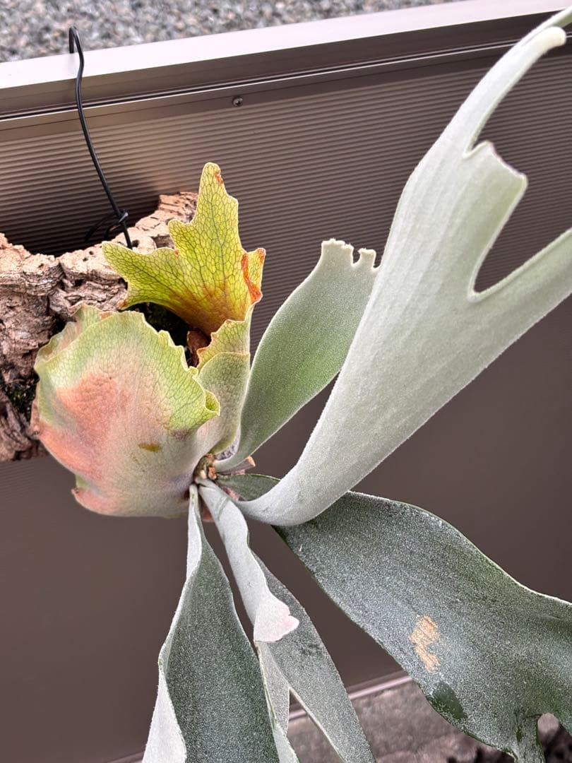 ビカクシダ P. Sailor Moon OC