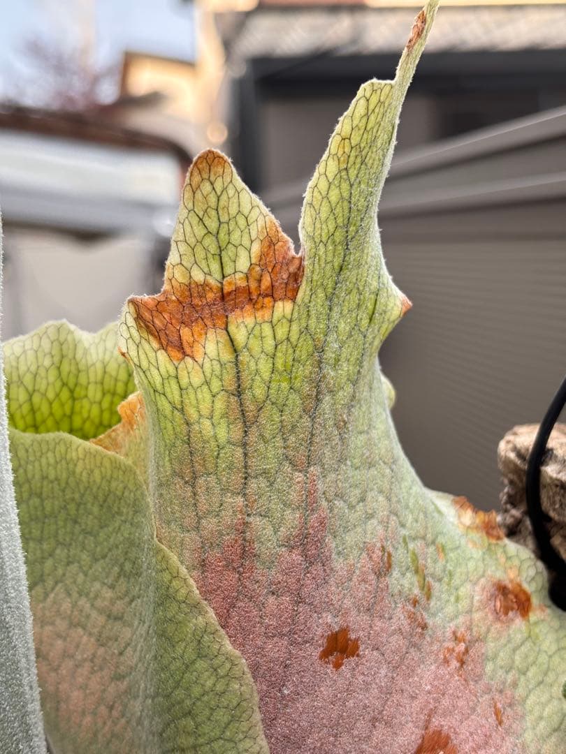 ビカクシダ P. Sailor Moon OC