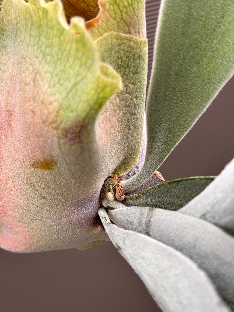 ビカクシダ P. Sailor Moon OC