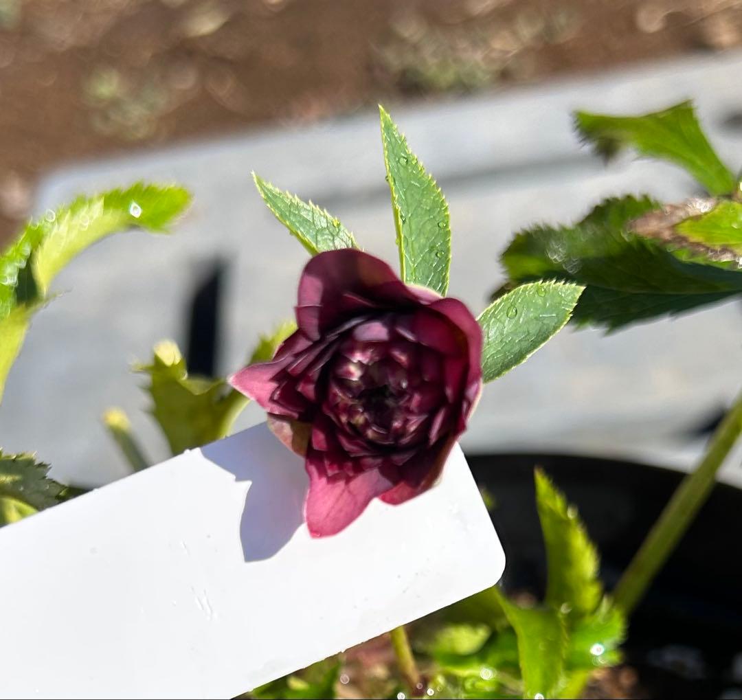 そ*う様 クリスマスローズ【広瀬園芸】クレオパトラ花終わり