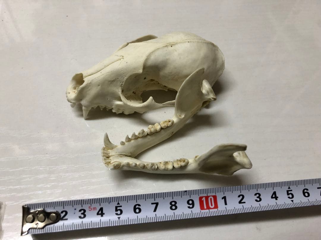 アライグマの頭骨
