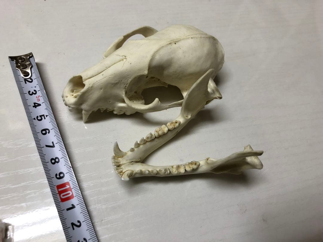 アライグマの頭骨