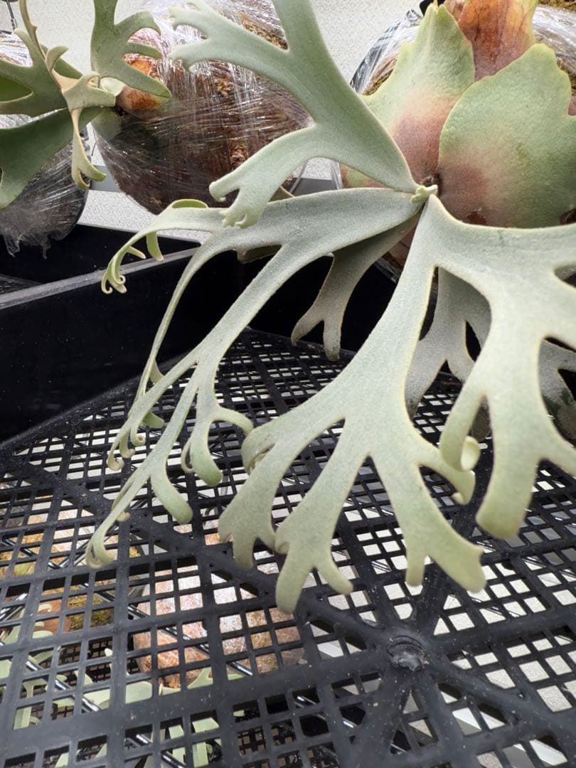 ビカクシダ Platycerium willinckii Jenny TC