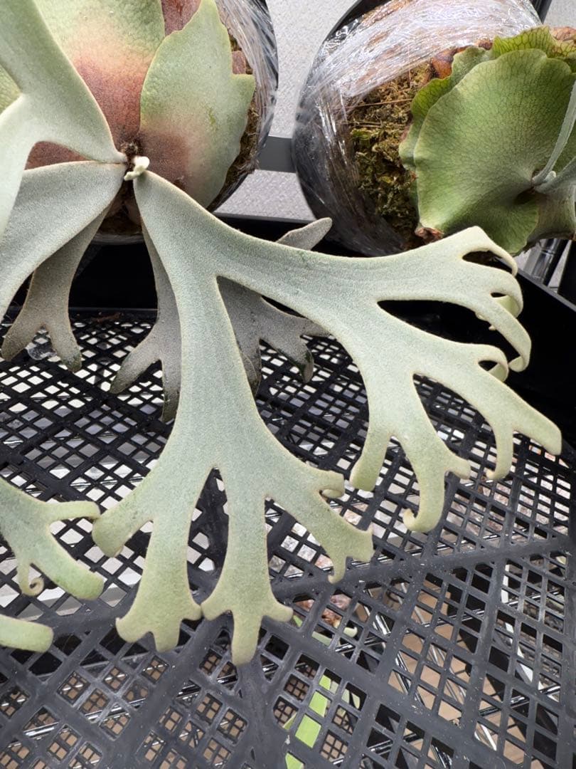 ビカクシダ Platycerium willinckii Jenny TC