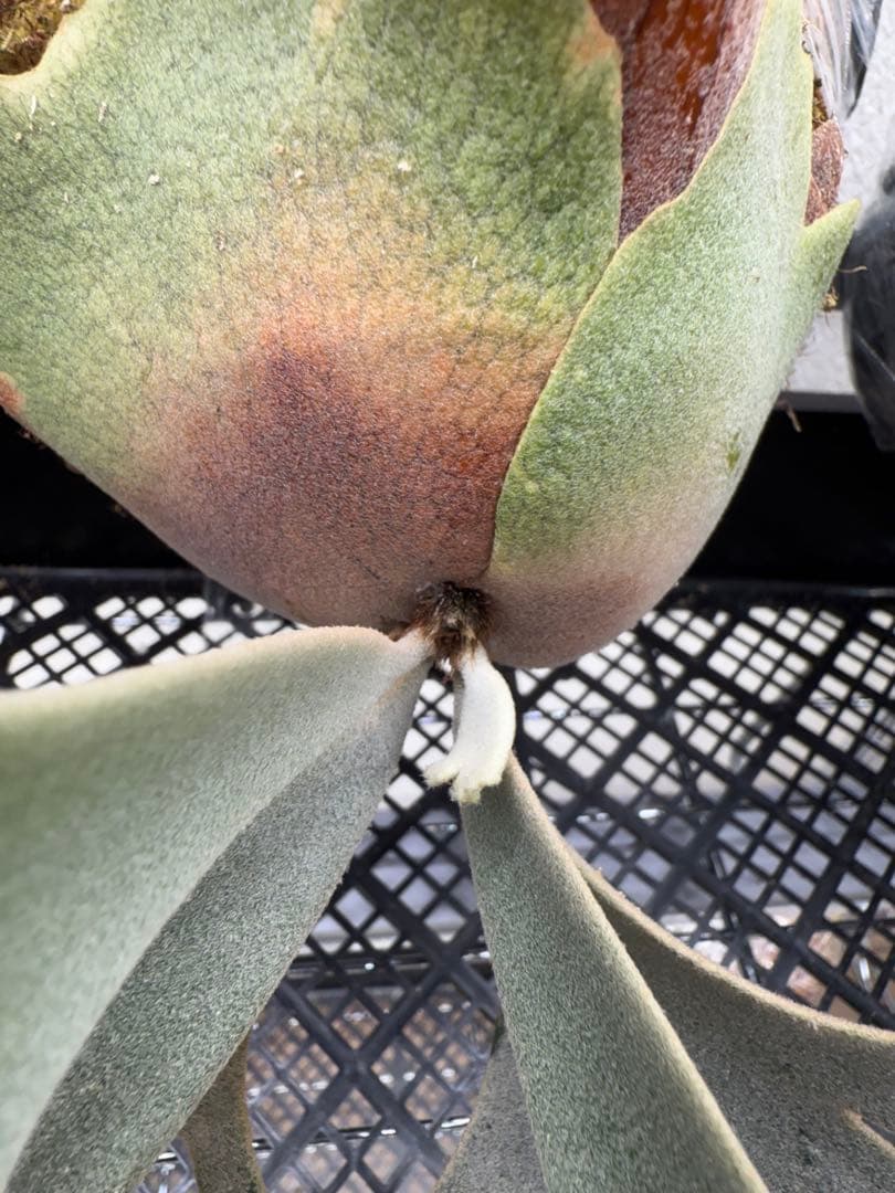 ビカクシダ Platycerium willinckii Jenny TC