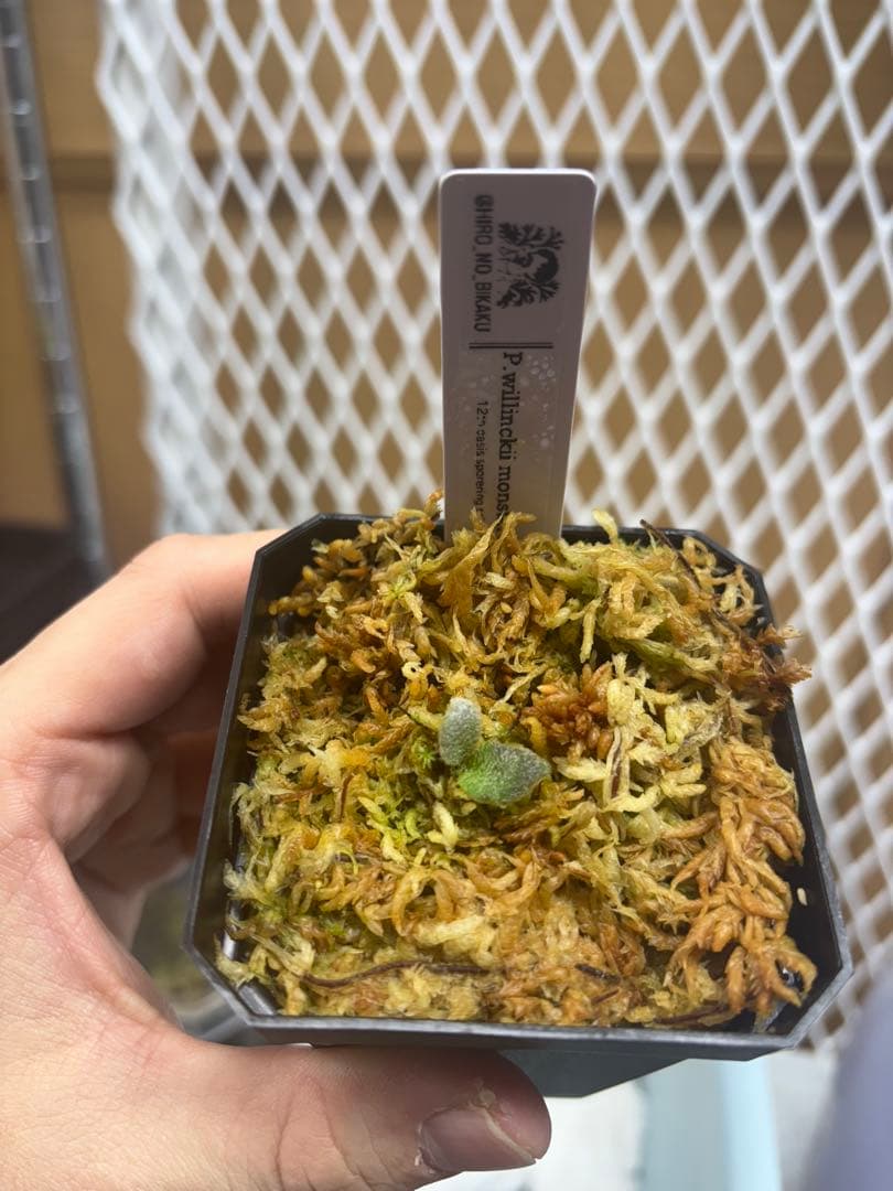 たろうさまやり取り用