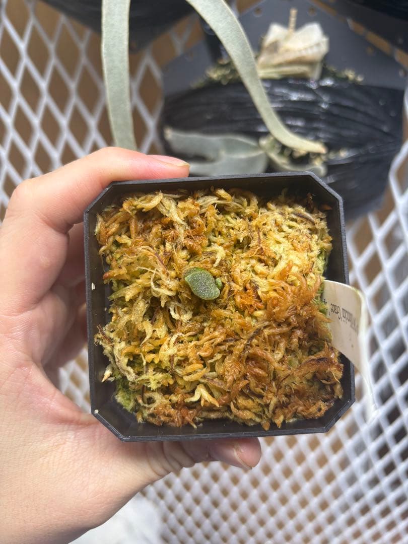 たろうさまやり取り用