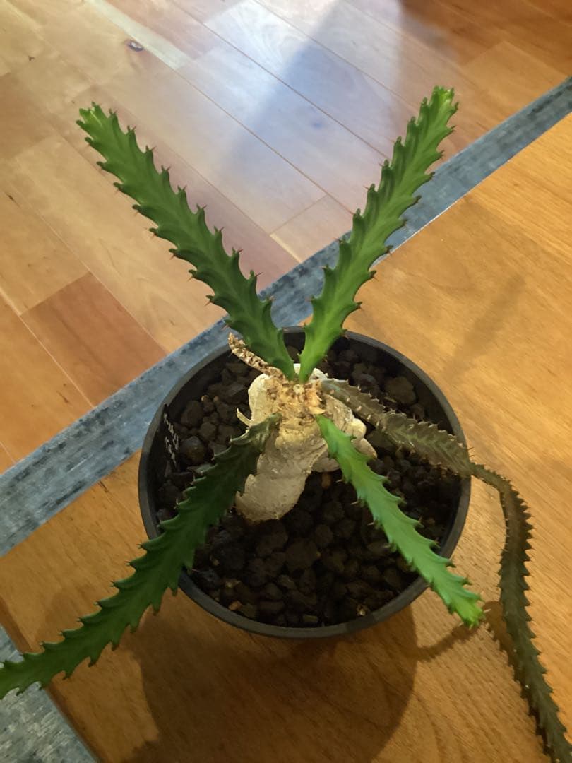 ユーフォルビア　ステラータ　飛竜　現地球