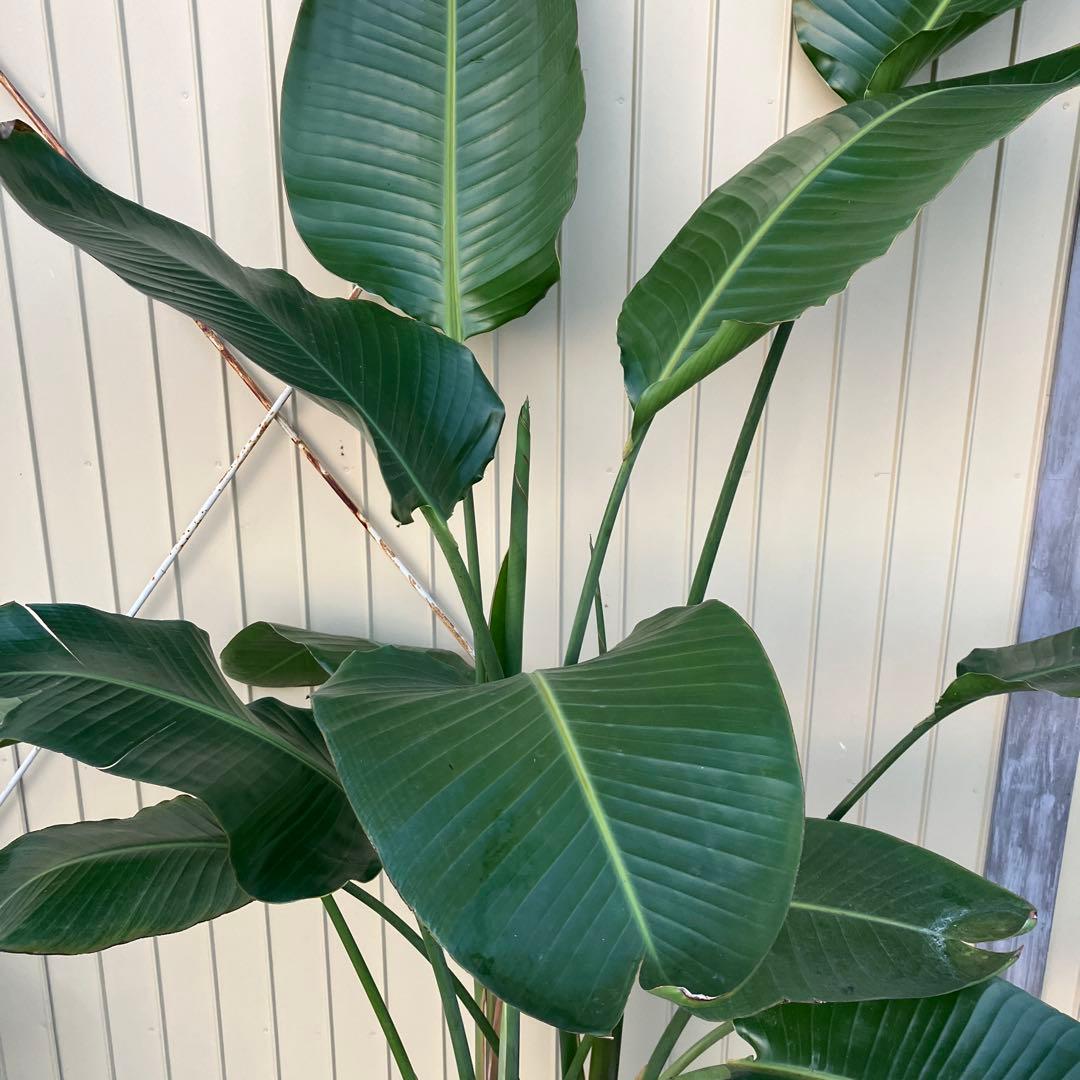 ストレチア　オーガスタ　3本植え　鉢皿付き