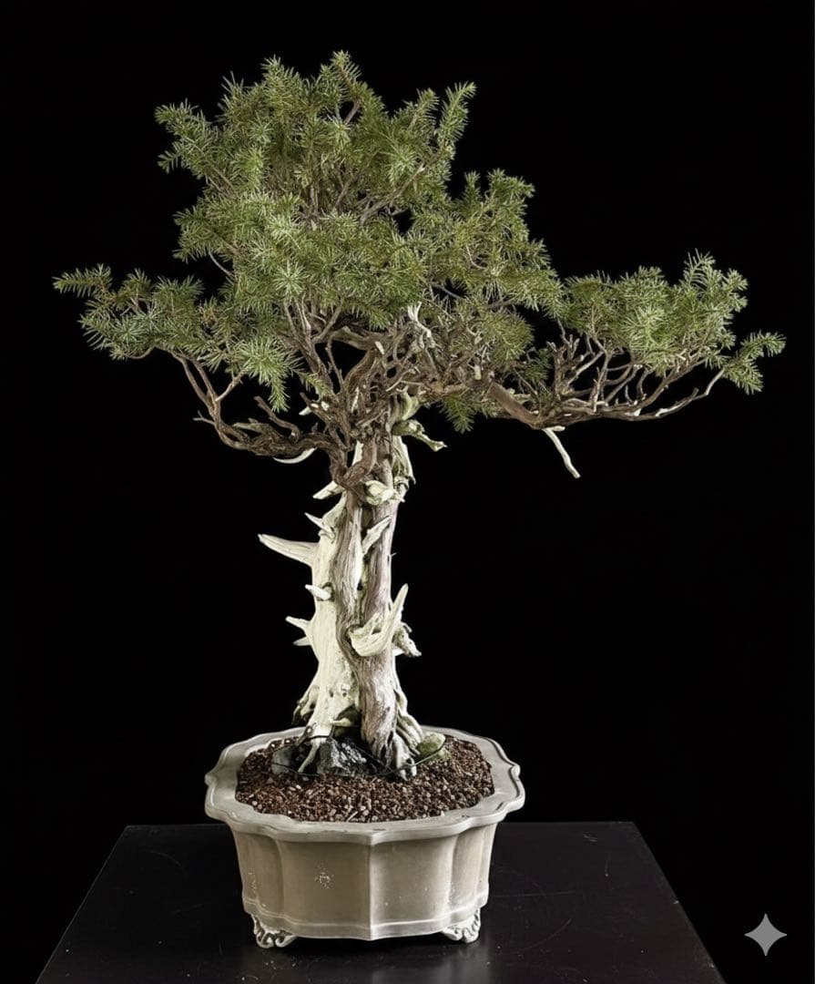 希少！山採り 杜松 展示会 イボジン 真柏 大品