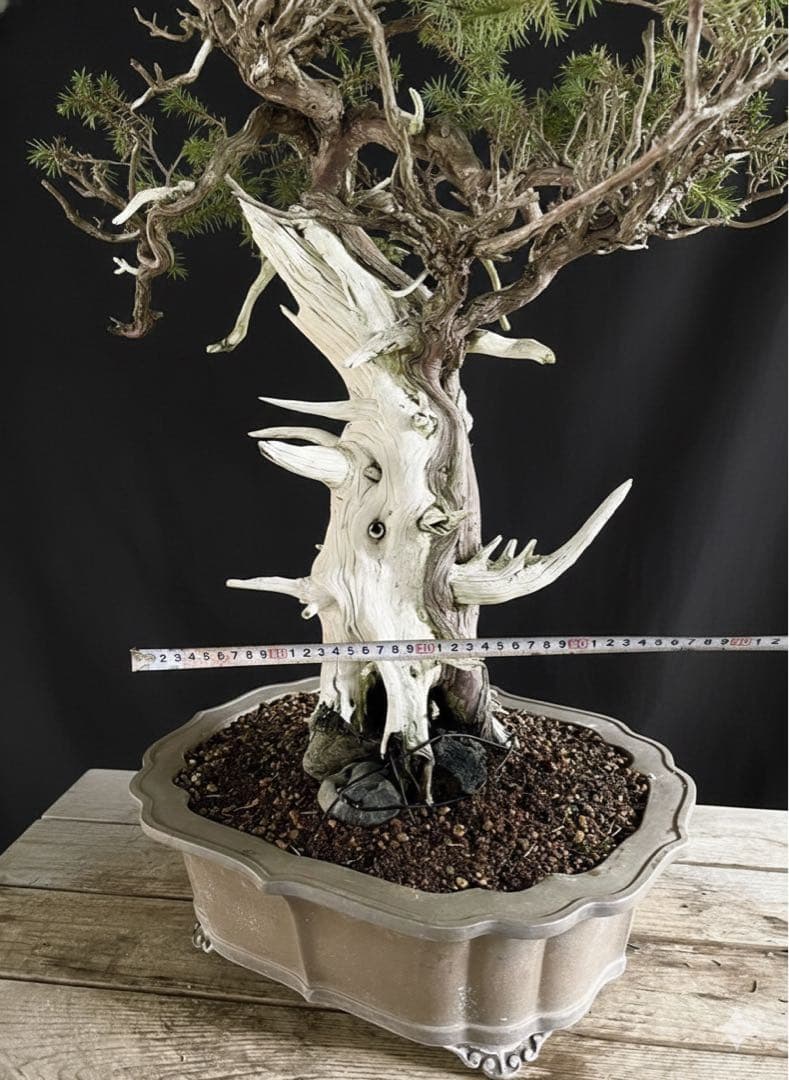 希少！山採り 杜松 展示会 イボジン 真柏 大品