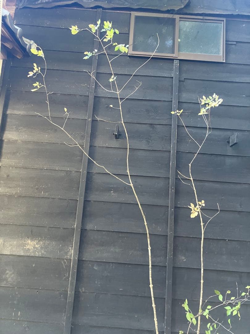 503 山採り　アオダモ　コバノガマズミ　混合株