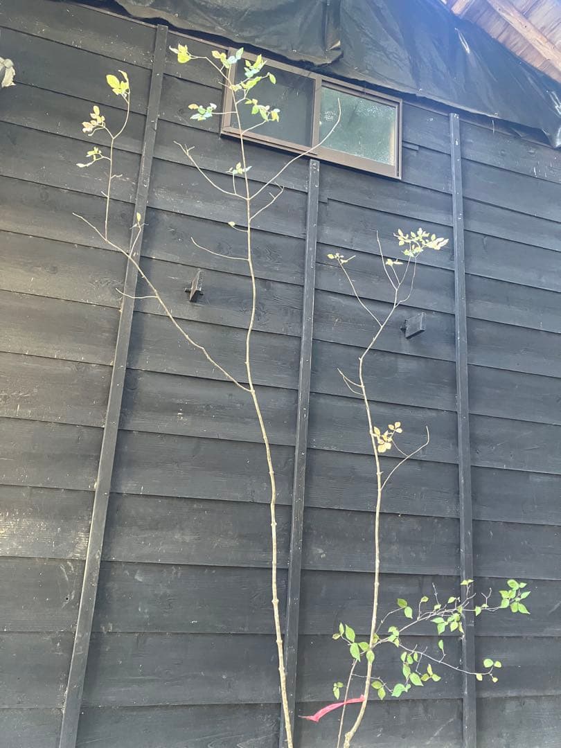 503 山採り　アオダモ　コバノガマズミ　混合株