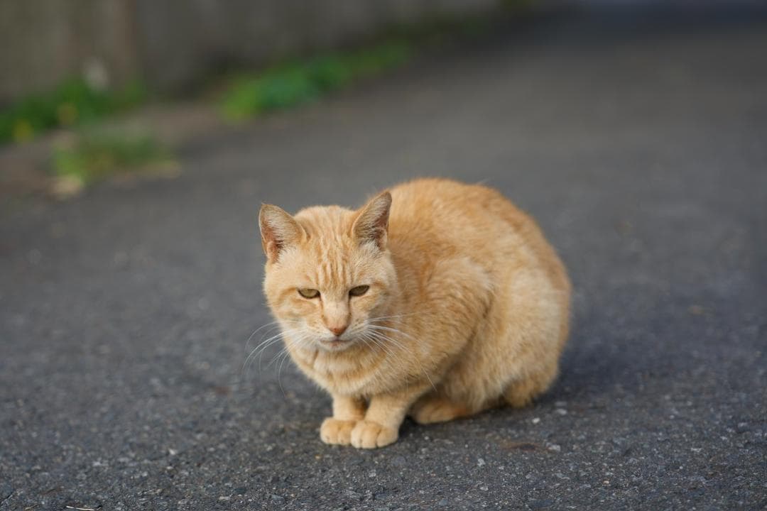 【美品】SONY α7iv + FE 24-70mm F2.8 GM ll