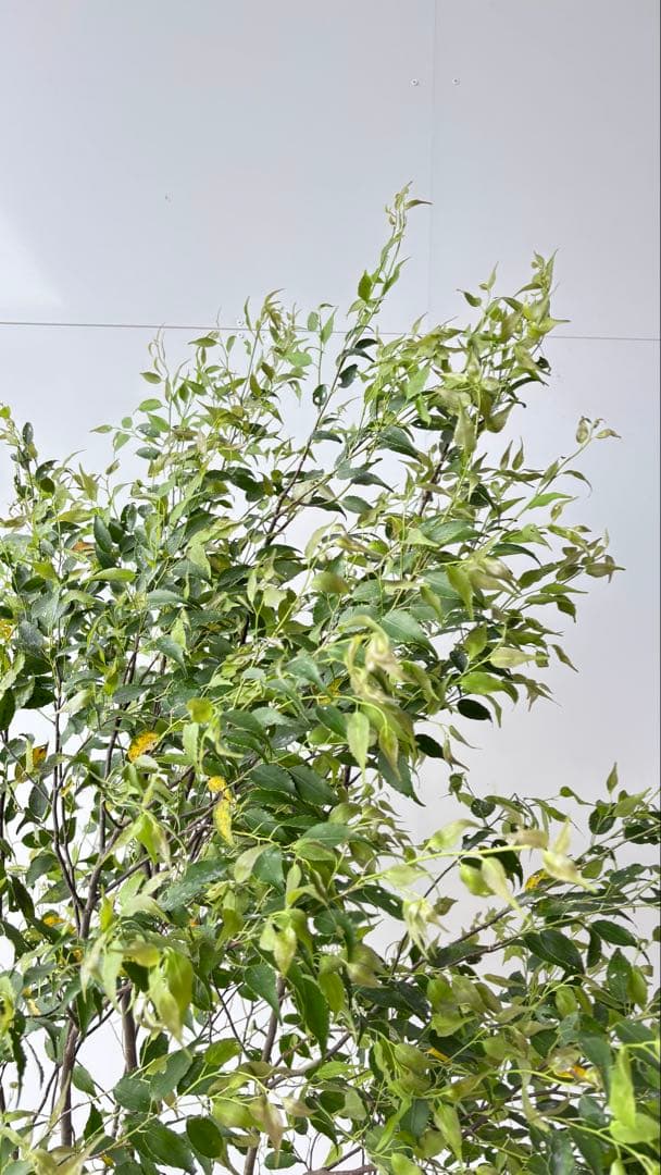 美しい樹形が魅力的 山採り ハイノキ 株立 634 樹高1.7m位 高級樹