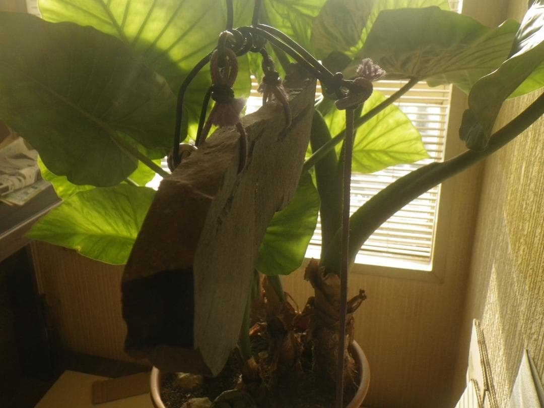 サヌカイト　玄関チャイム　２４１２０４