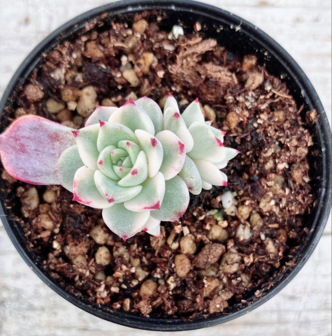 多肉植物　摘芯株　沙羅姫錦　抜き苗