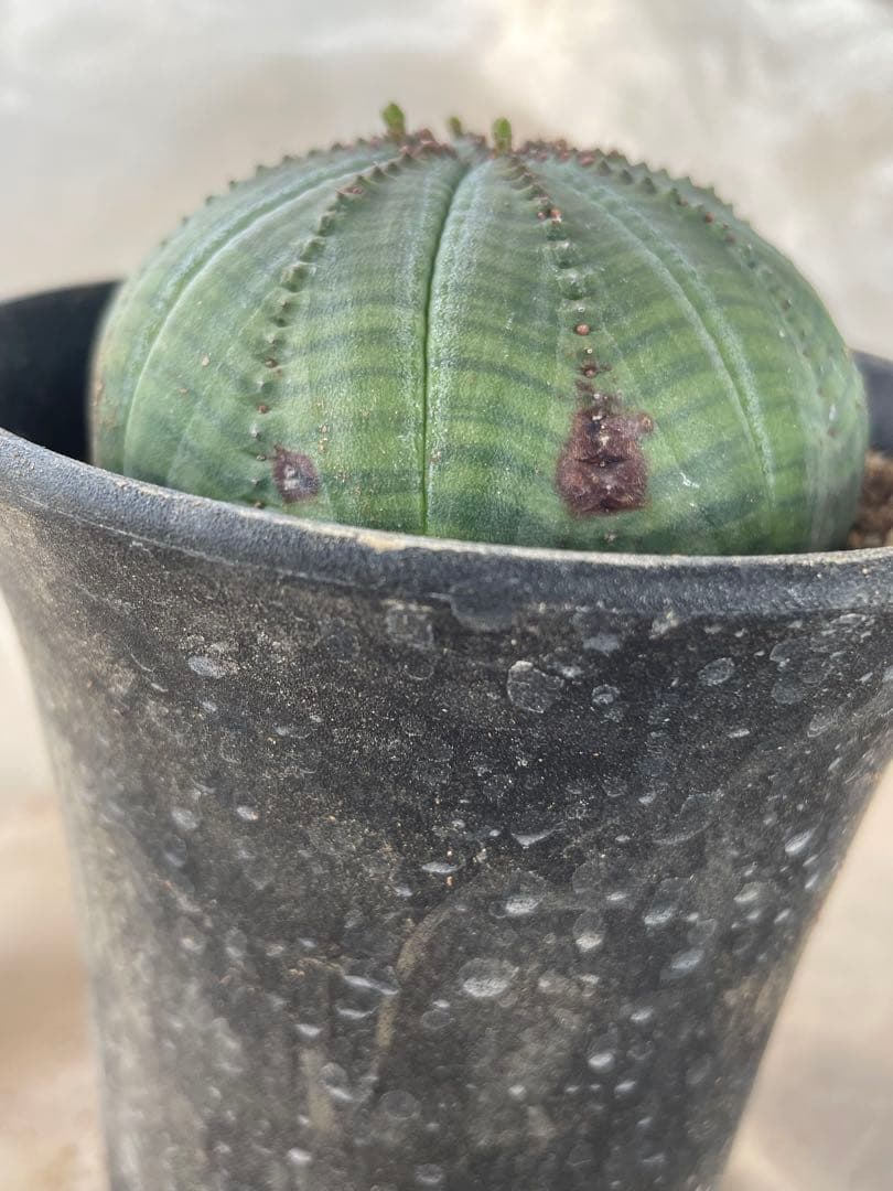 シンメトリカ約七cm