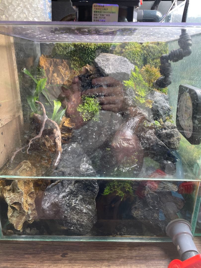 【受注生産】 滝と渓流のアクアテラリウム　30センチ水槽