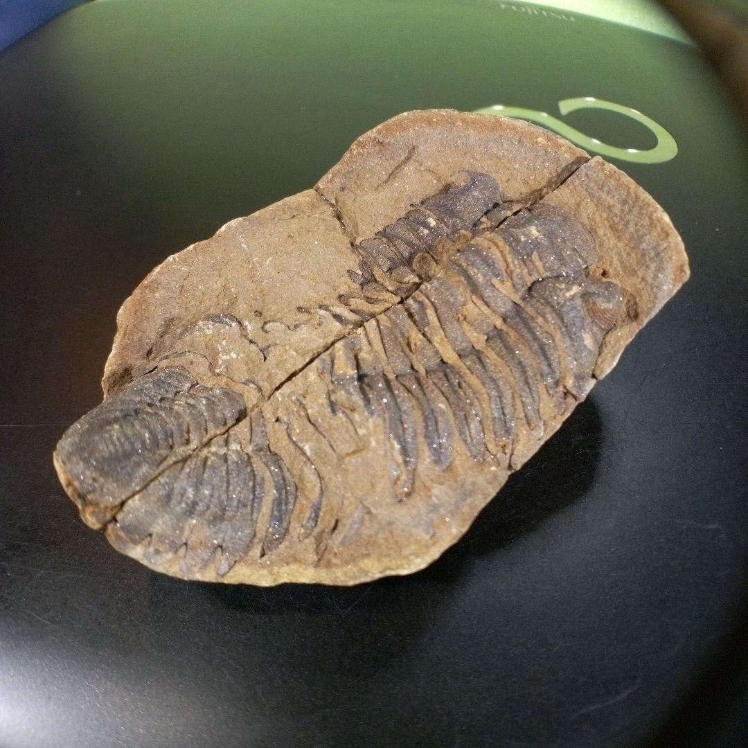 三葉虫　化石　ボリビア産　南アメリカ　trilobite　Bolivia三葉虫⑨