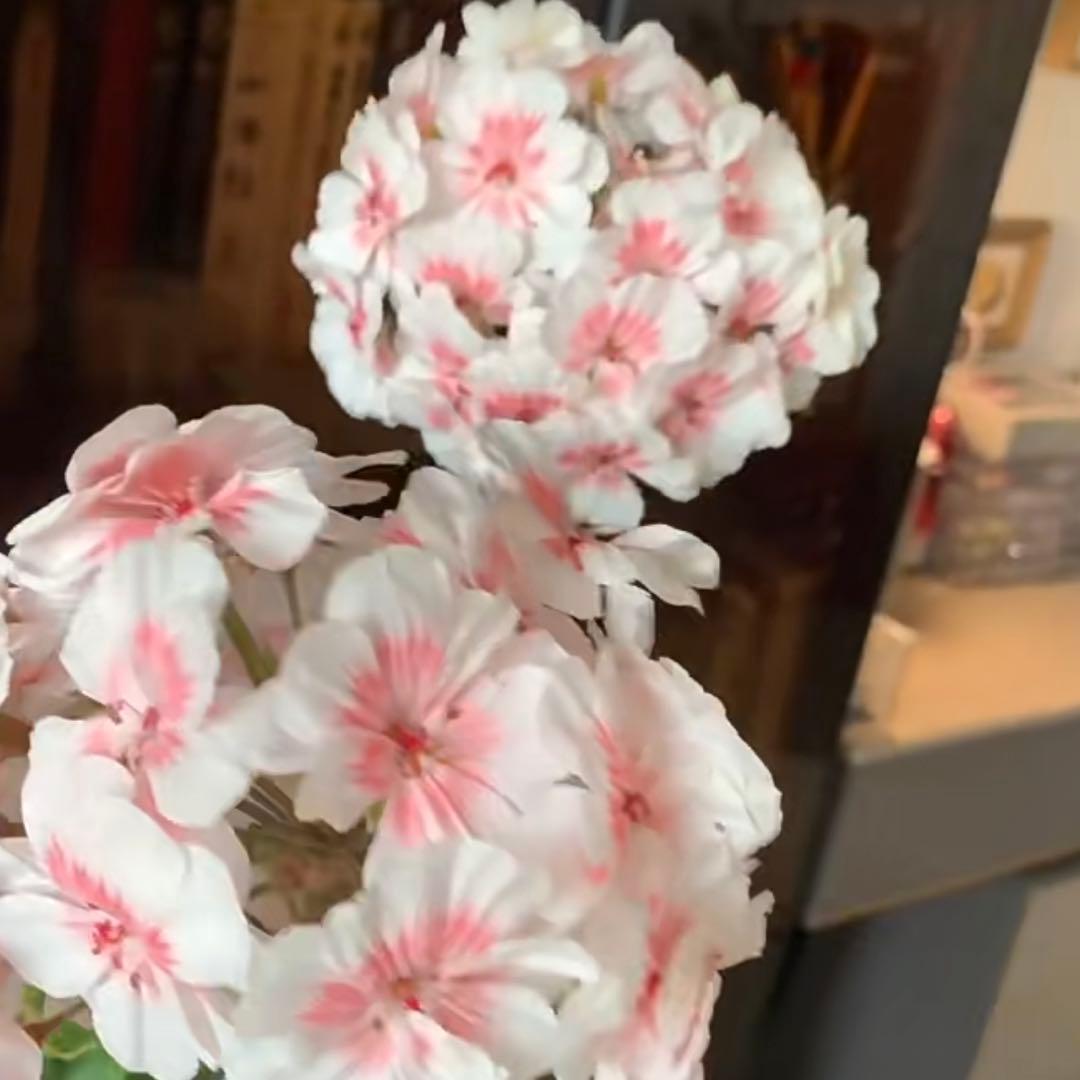 開花中　希少品種ゼラニウム　珍しいゼラニウム　海外品種ゼラニウム　wl01