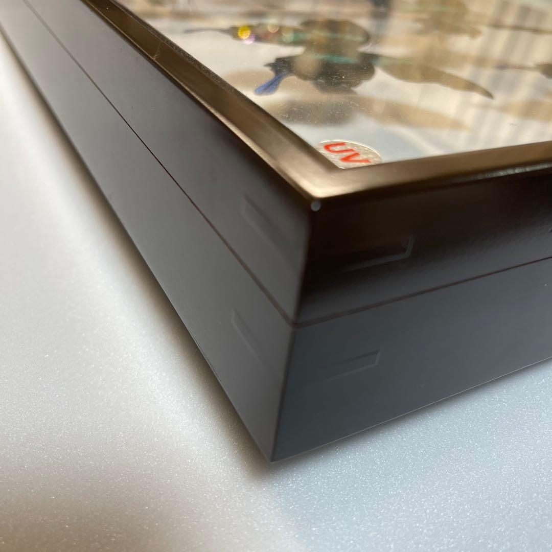 美しいアゲハ蝶標本、ドイツ箱売り