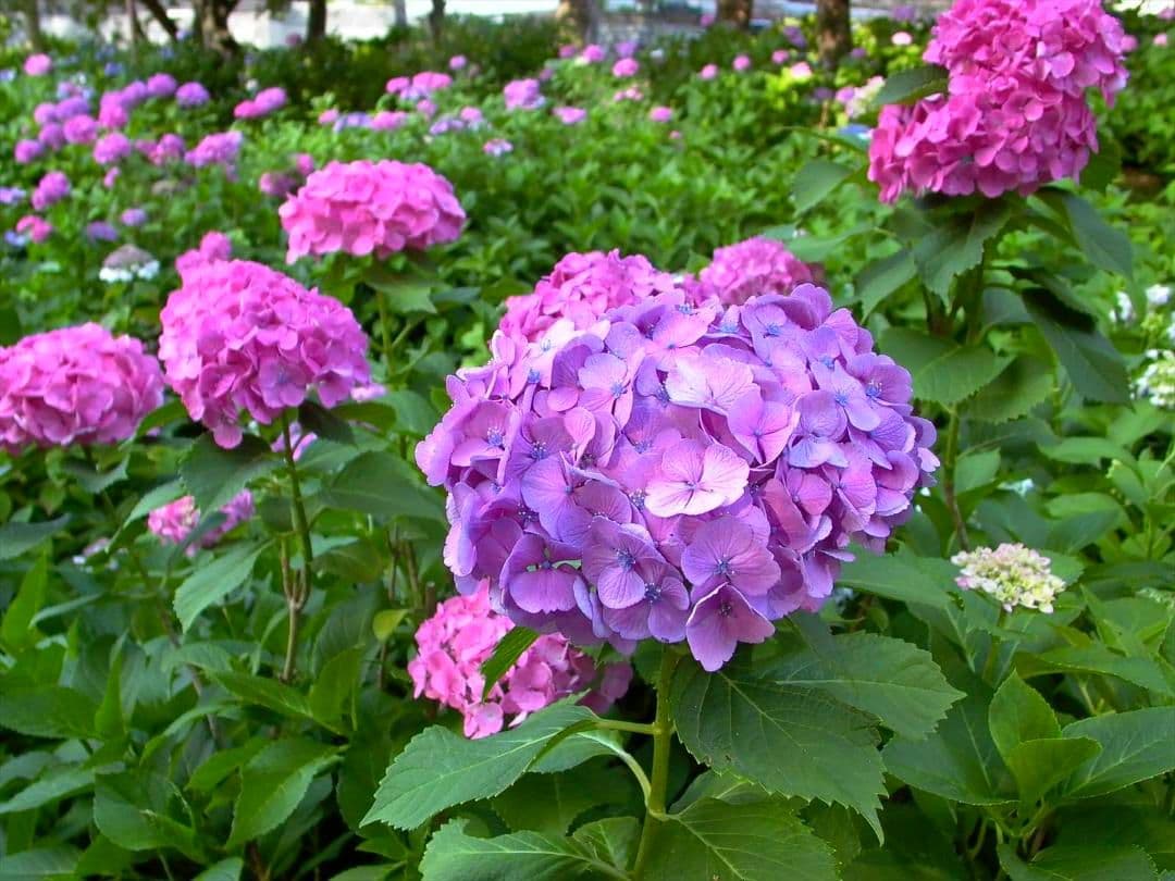 Panasonic DMC-LC5 オールドデジタルカメラ　希少