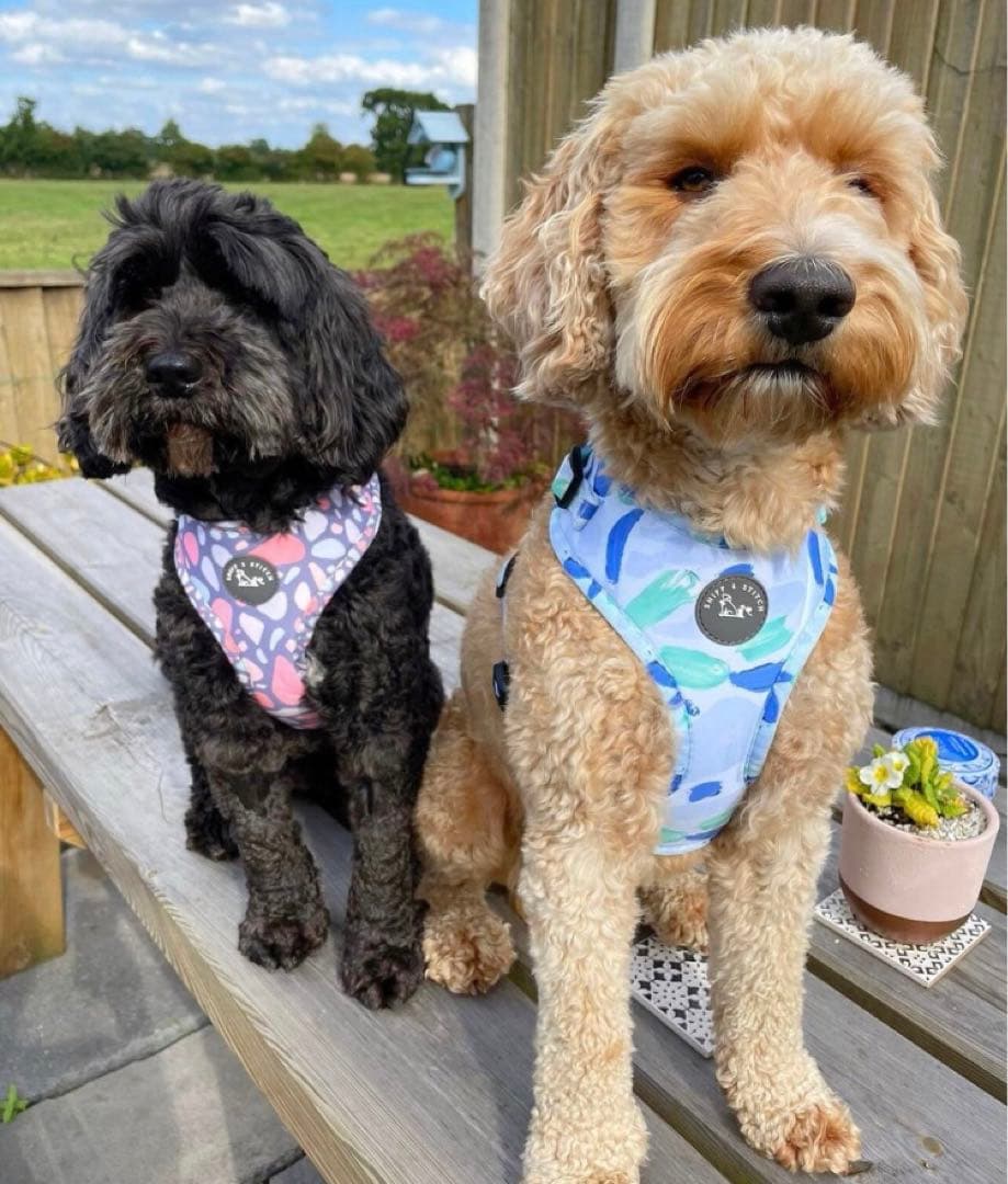 【イギリス製】中型、大型犬　カラー、ハーネス、リード、プーバック4点