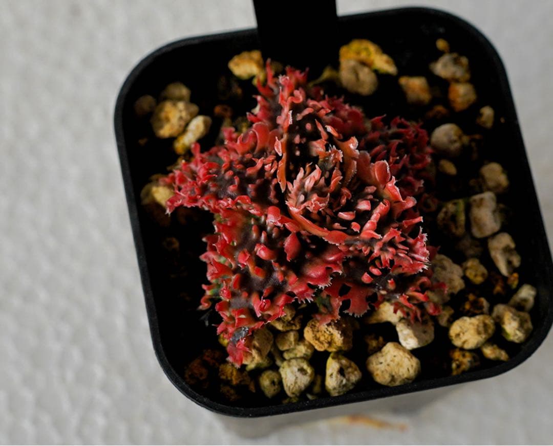 アロエハイブリッド　TCT