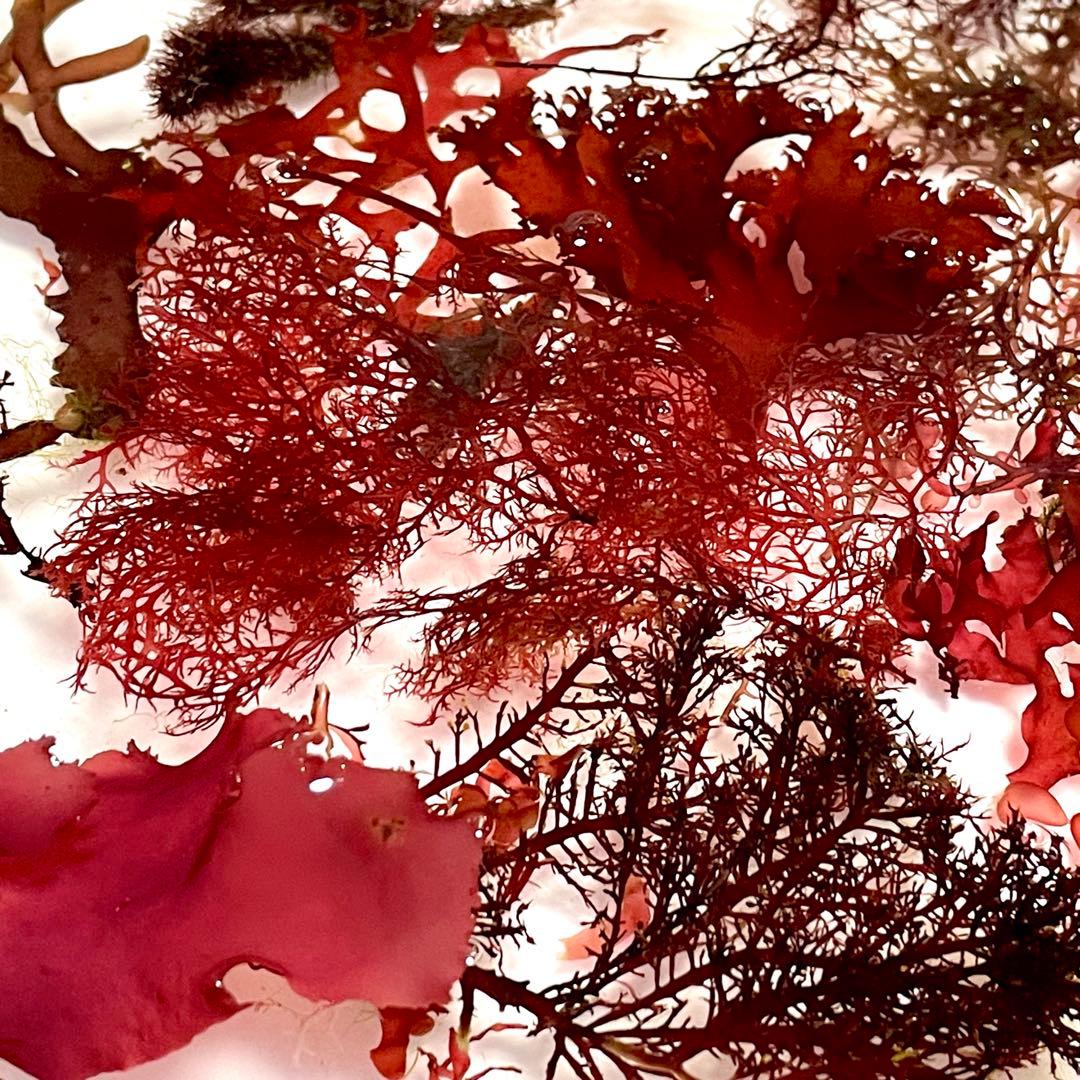 【匿名・宅急便】　12/14まで　赤色海藻　セット　紅藻　+褐藻+緑藻 海藻