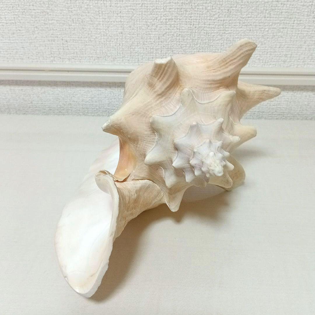 コンク貝 ピンク貝 貝殻 希少貝殻 標本貝 インテリア 置物 ccp003