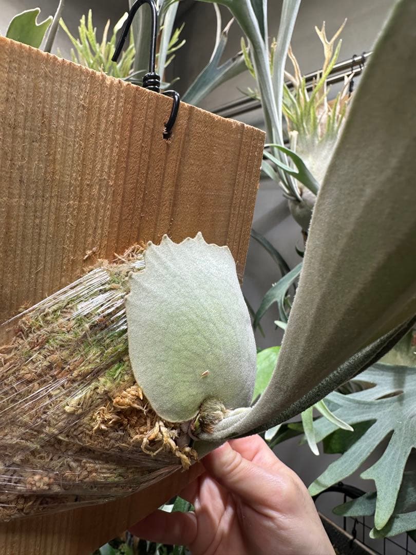 P.veitchii 'Auburn ' 子株販売　④ ビカクシダ