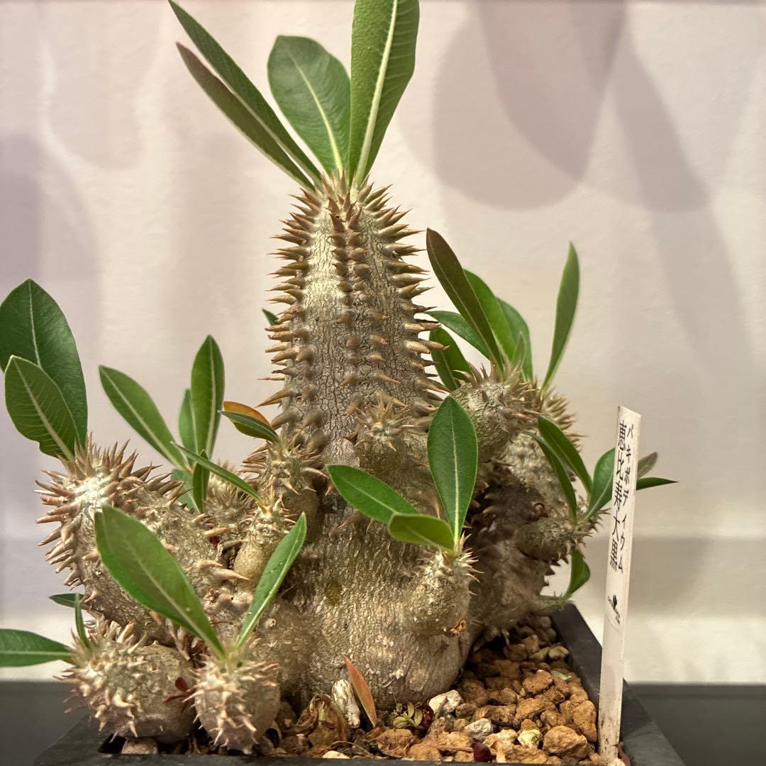 パキポディウム 恵比寿大黒　多頭