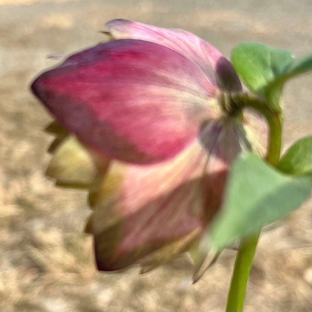 i*u様 ☘️蕾付き☘️3304⭐️超希少⭐️アンティークピエラ⭐️吉田園芸⭐️