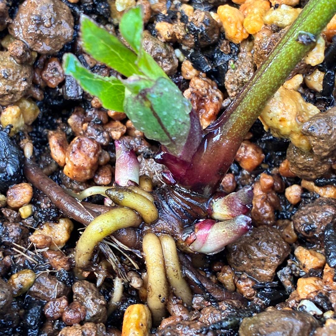 i*u様 ☘️蕾付き☘️3304⭐️超希少⭐️アンティークピエラ⭐️吉田園芸⭐️