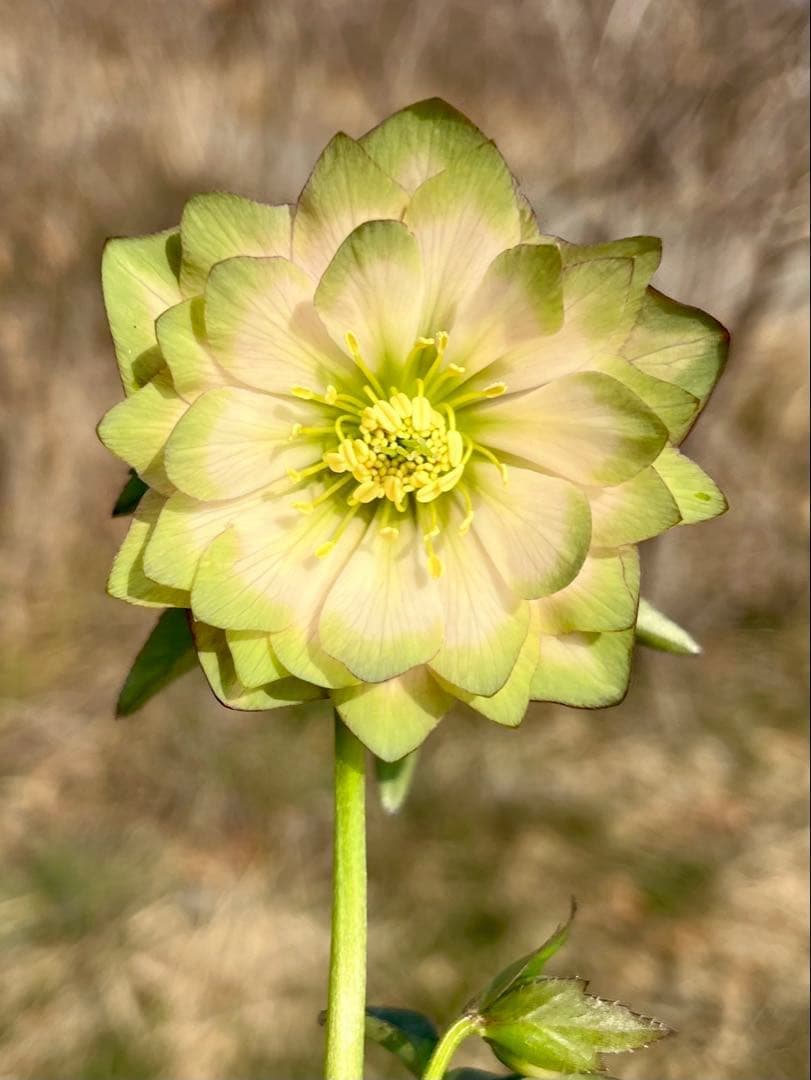 i*u様 ☘️蕾付き☘️3304⭐️超希少⭐️アンティークピエラ⭐️吉田園芸⭐️