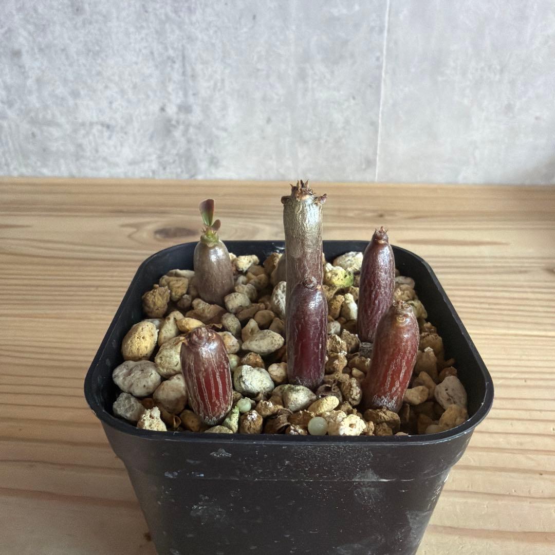 7株セット　パキポディウムウィンゾリー 国内実生株