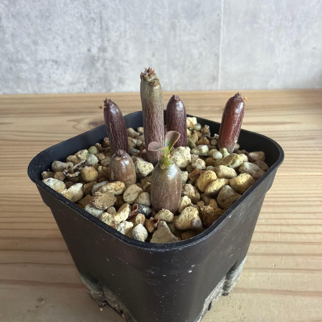 7株セット　パキポディウムウィンゾリー 国内実生株