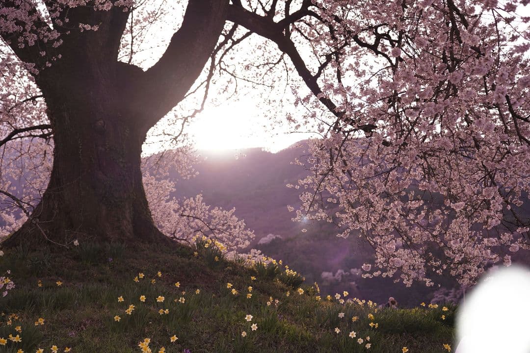 SONY ILCE−9 α9 レンズSEL24105Gセット