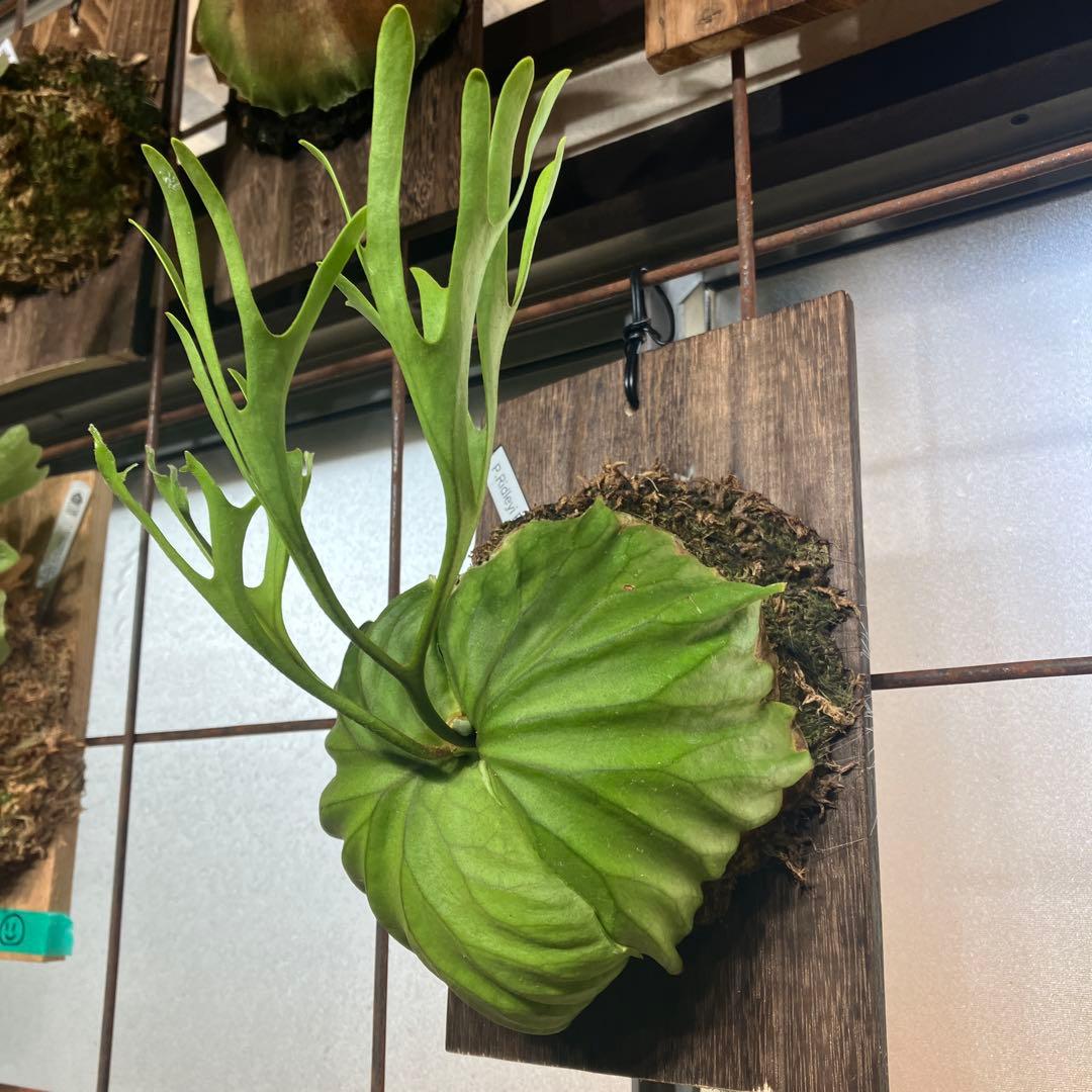 ビカクシダ　リドレイパカラン