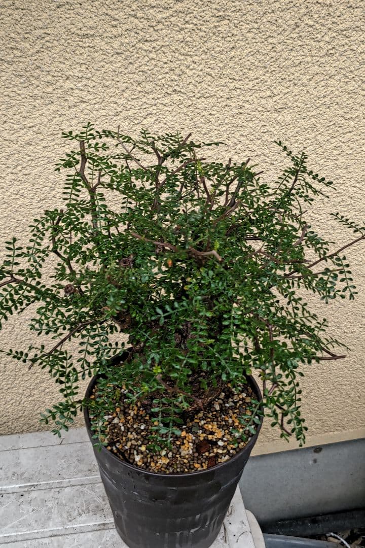 オペルクリカリアパキプス　ゆうまる