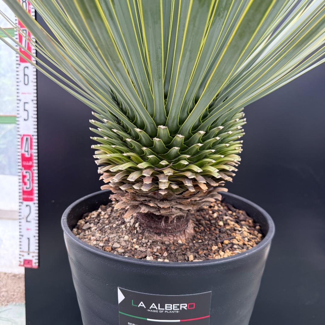 【AL1011】ユッカ　ロストラータ　シルバーブルー個体　超超美形