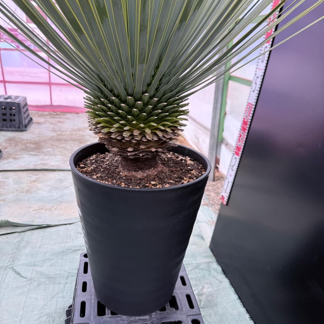 【AL1011】ユッカ　ロストラータ　シルバーブルー個体　超超美形