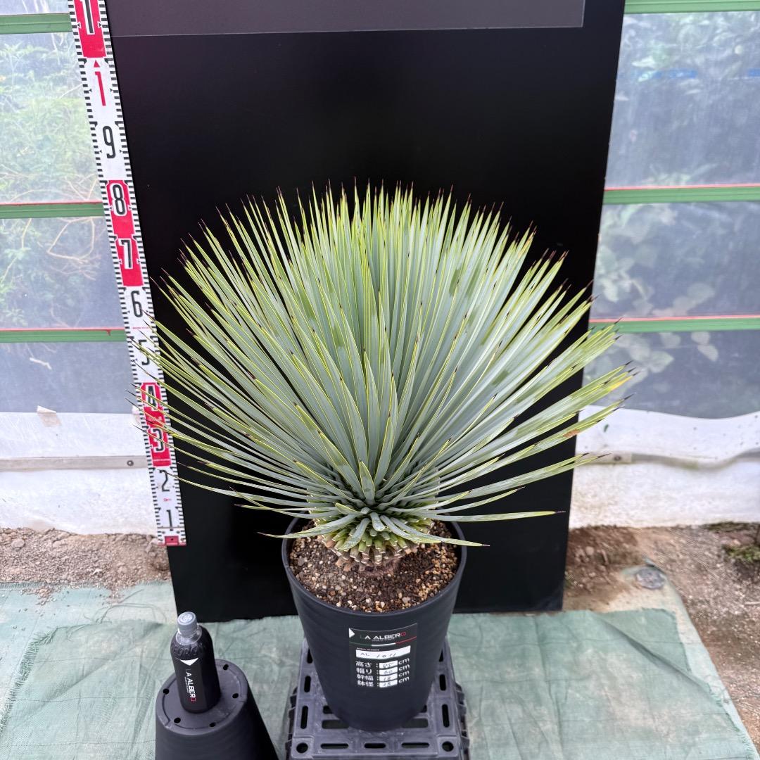 【AL1011】ユッカ　ロストラータ　シルバーブルー個体　超超美形