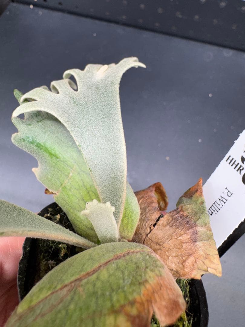 ビカクシダ　YMDS Totoro HHRナーセリータグ付け #345