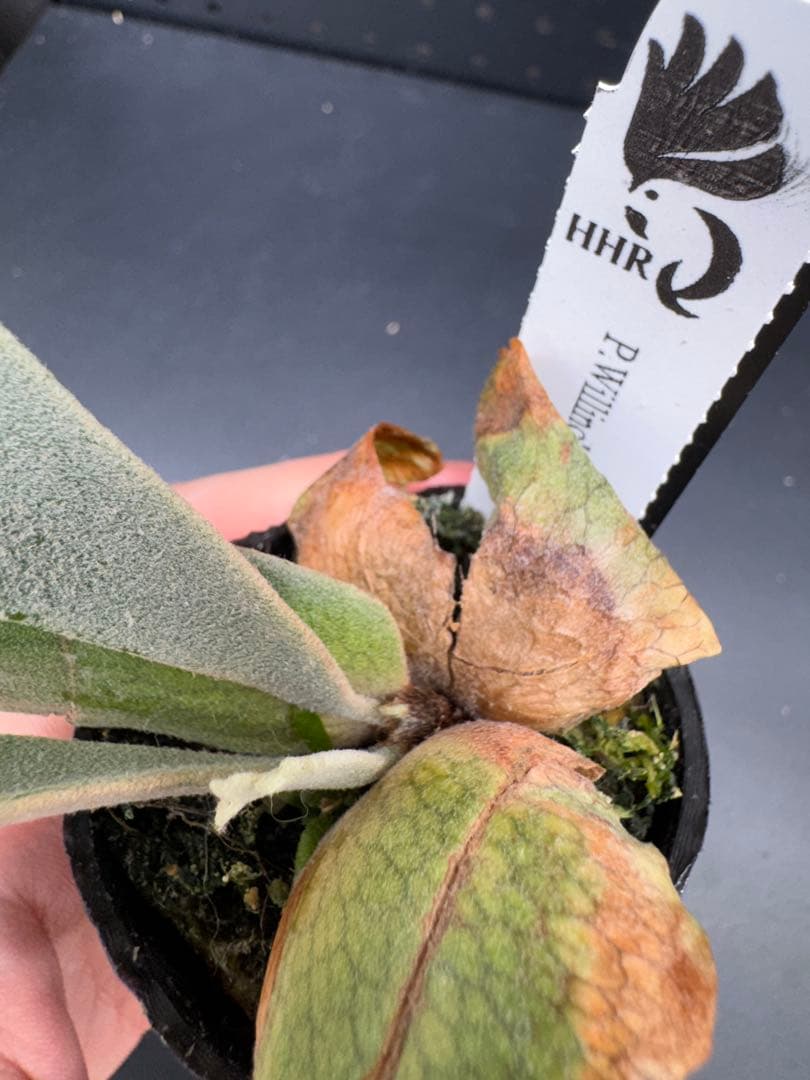 ビカクシダ　YMDS Totoro HHRナーセリータグ付け #345