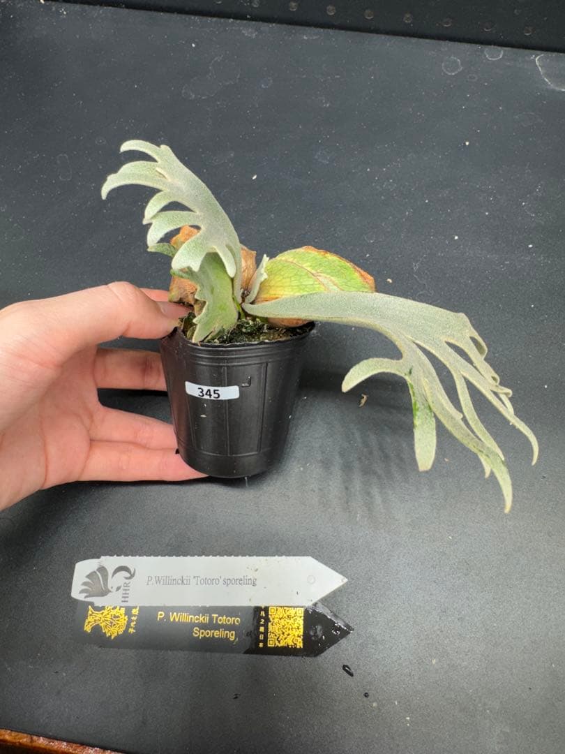 ビカクシダ　YMDS Totoro HHRナーセリータグ付け #345