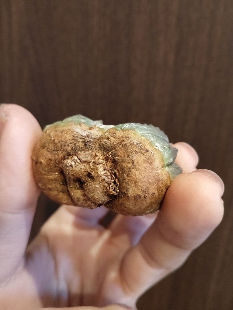 希少 ユーフォルビア オベサ ダブルベッド 発根済み