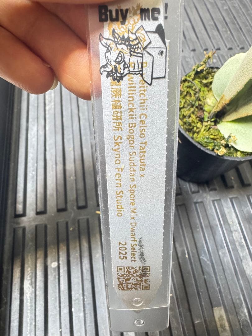 veichii celso、bogor suddan mix dwarf ②