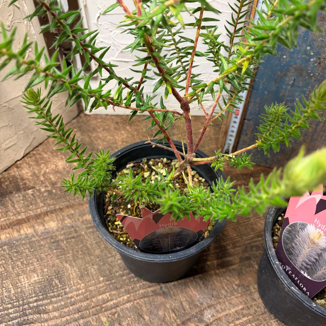 ガーデニング　フィリカ　プベッセンス　5寸2鉢　オージープランツ